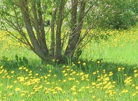 Dandelions
