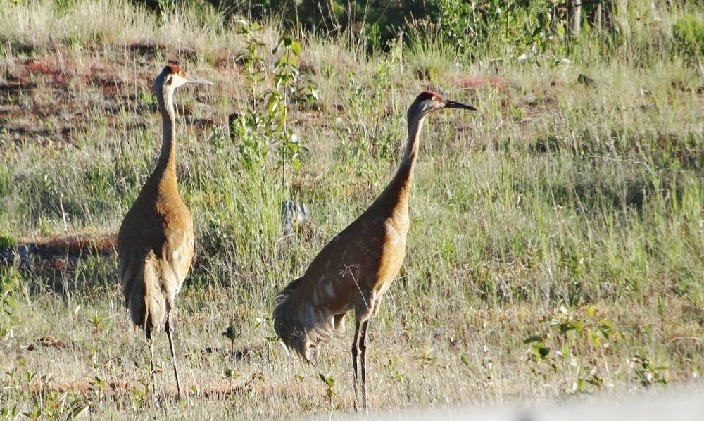 Dieter - Sandhill cranes