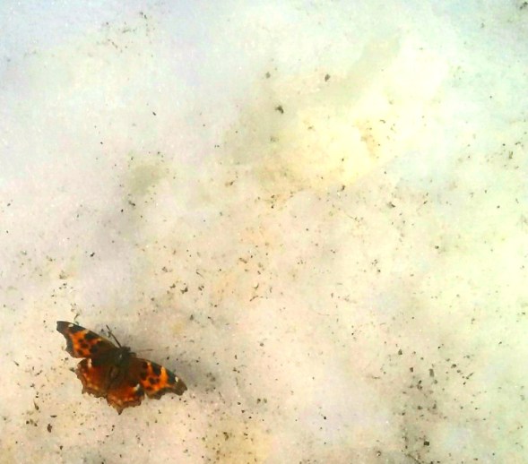 20200415_110641_resized Amanda orig (2)